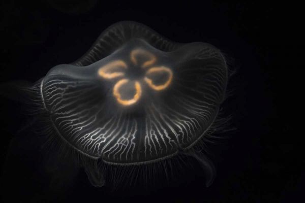 Tennessee, Chattanooga Moon jellyfish